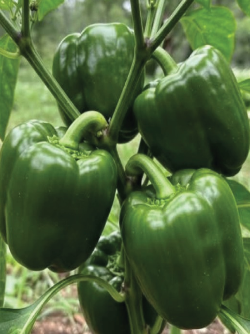 GREEN CAPSICUM SEEDS <br> بذور الفليفلة الخضراء