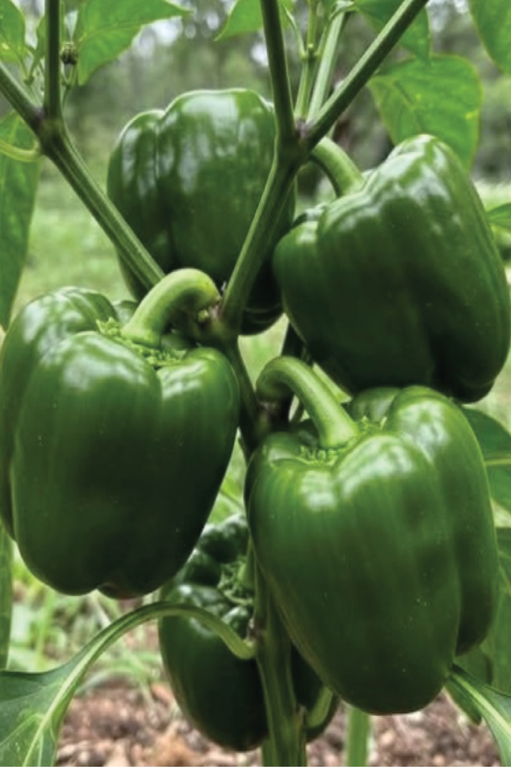 GREEN CAPSICUM SEEDS