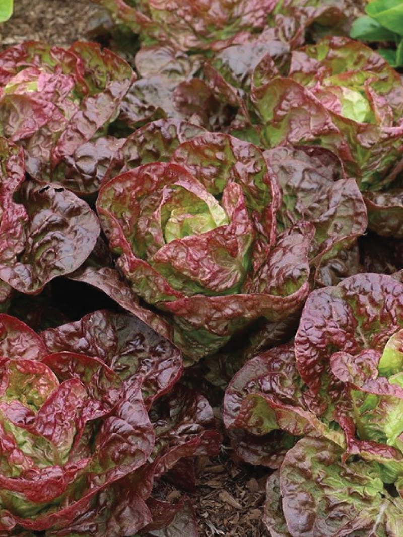 BUTTER COFFEE LETTUCE SEEDS <br> بذور الخس بتر كوفي
