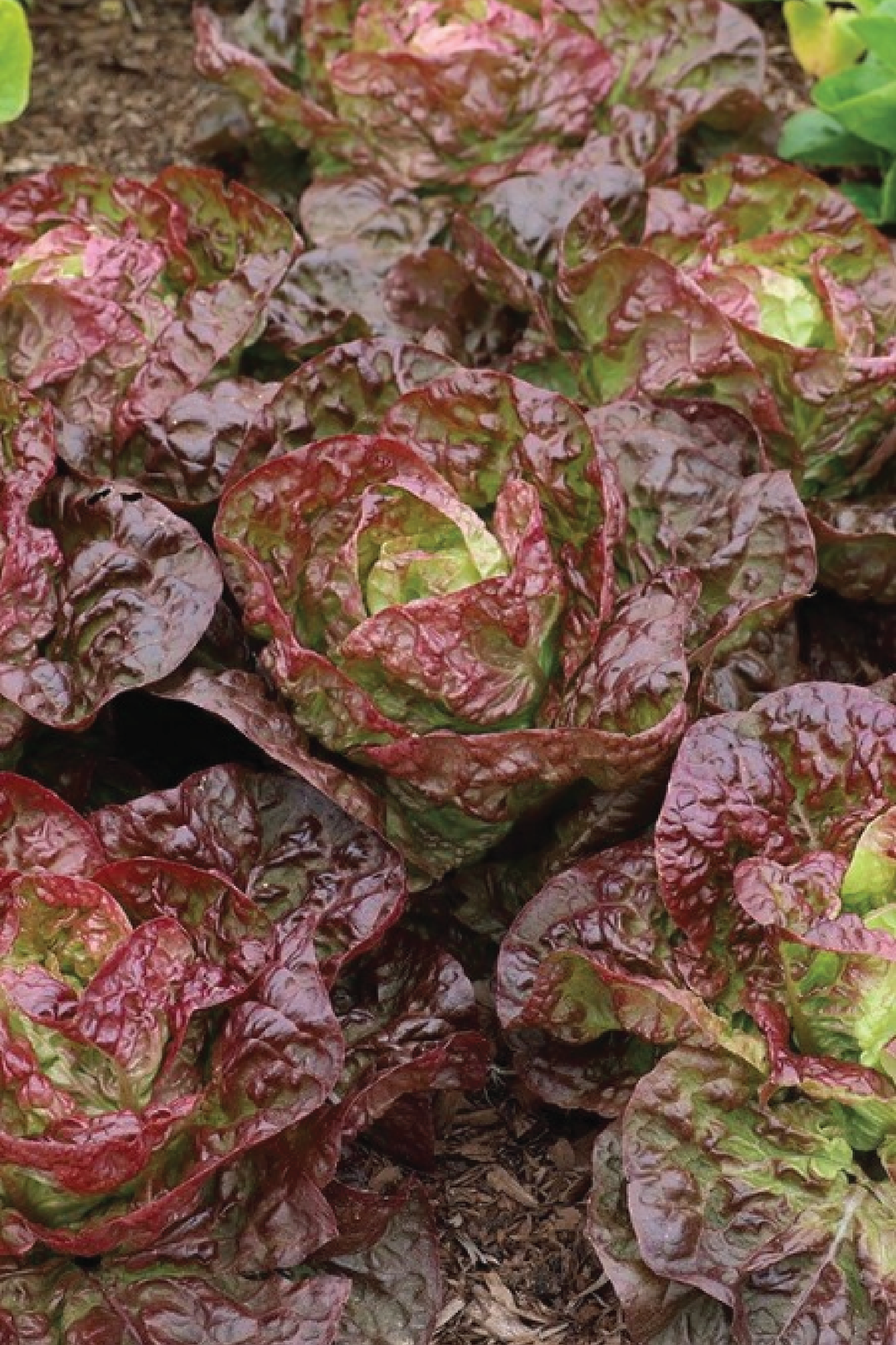 BUTTER COFFEE LETTUCE SEEDS
