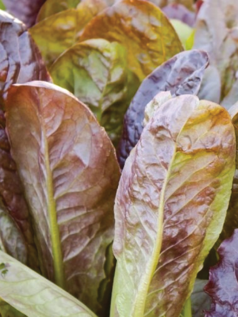 ORGANIC CIMMARON ROMAINE LETTUCE SEEDLING <br>شتلات الخس سيمارون رومين العضوية