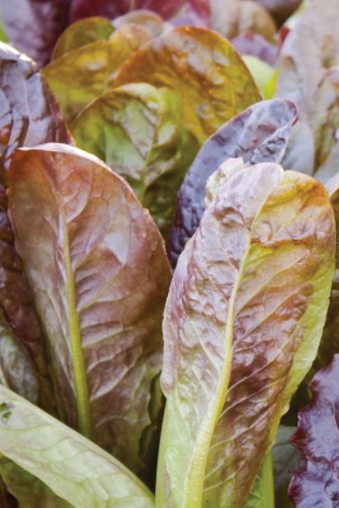 ORGANIC CIMMARON ROMAINE LETTUCE SEEDLING <br>شتلات الخس سيمارون رومين العضوية