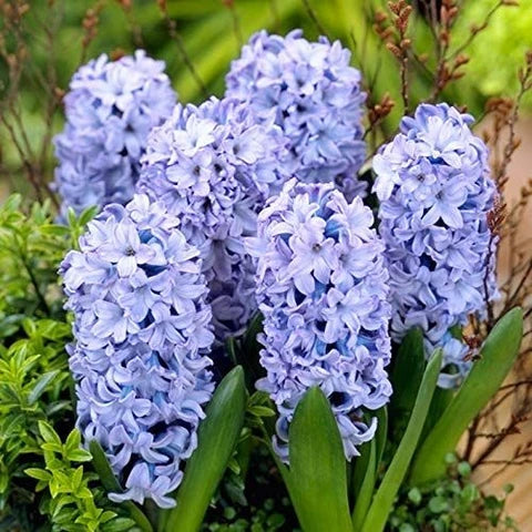 LIGHT BLUE HYACINTH FLOWER BULBS <br> أبصال زهور الياقوتية لایت أزرق