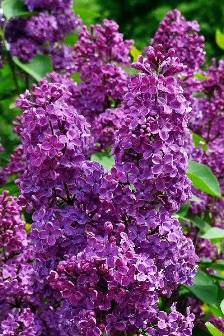 LILAC SEEDS
