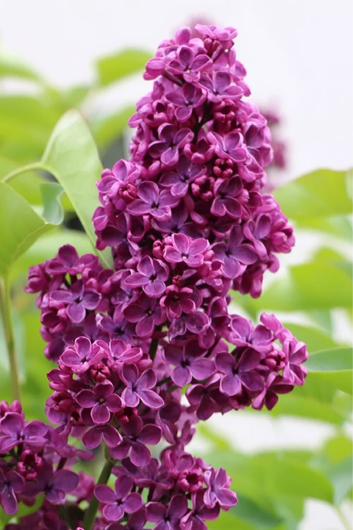 LILAC SEEDS