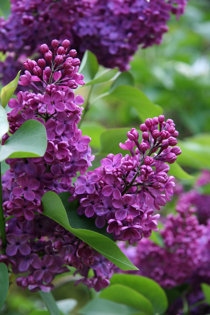 LILAC SEEDS