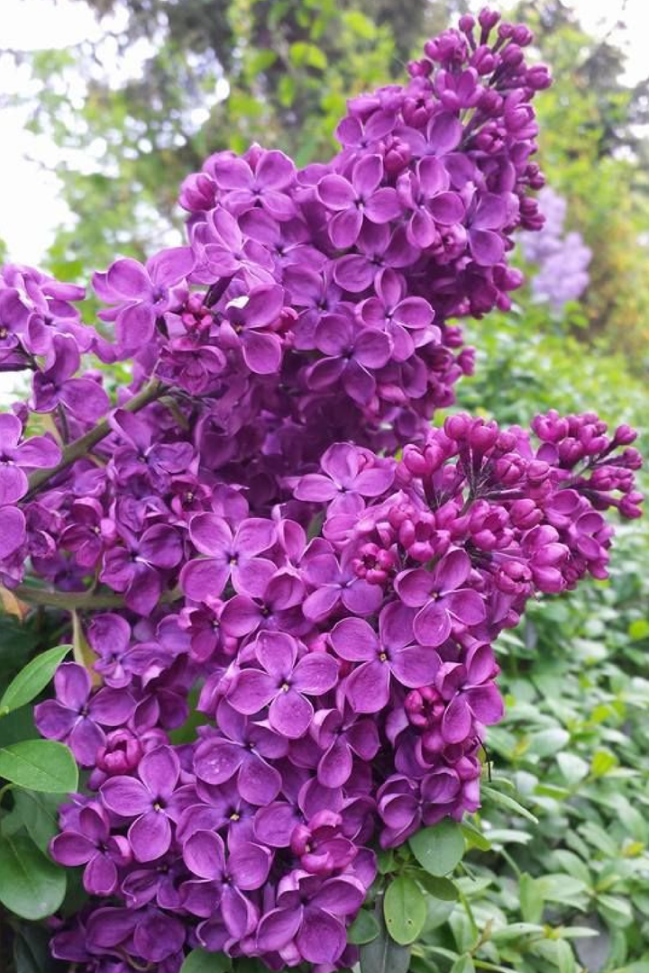 LILAC SEEDS