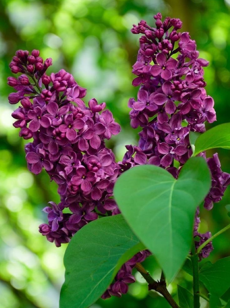 LILAC SEEDS