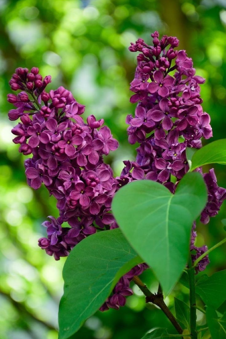 LILAC SEEDS