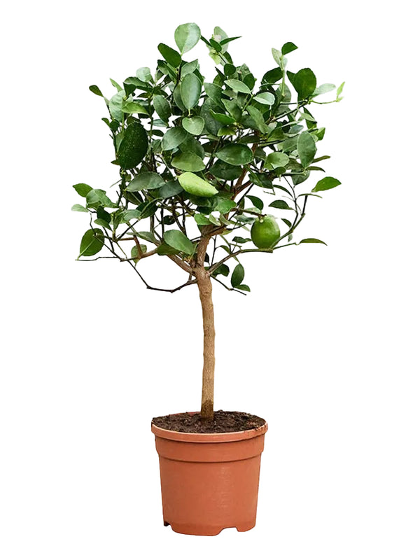 CITRUS LIME PLANT - CITRUS FRUIT TREE