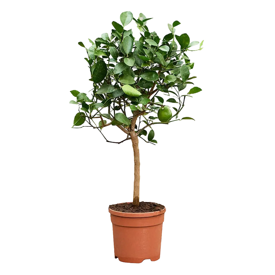 indoor lime plant Citrus Lime Tree, Citrus Fruit Tree – Plantology Lab Trading