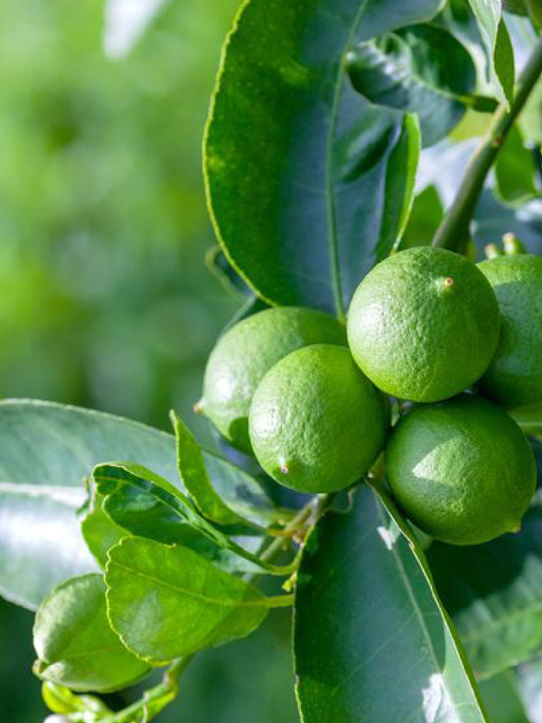 CITRUS LIME PLANT - CITRUS FRUIT TREE