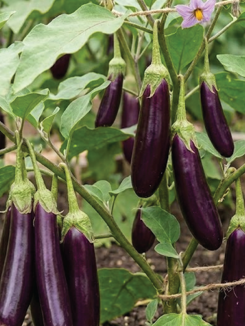 LONG EGGPLANT SEEDS <br> بذور الباذنجان الطويل