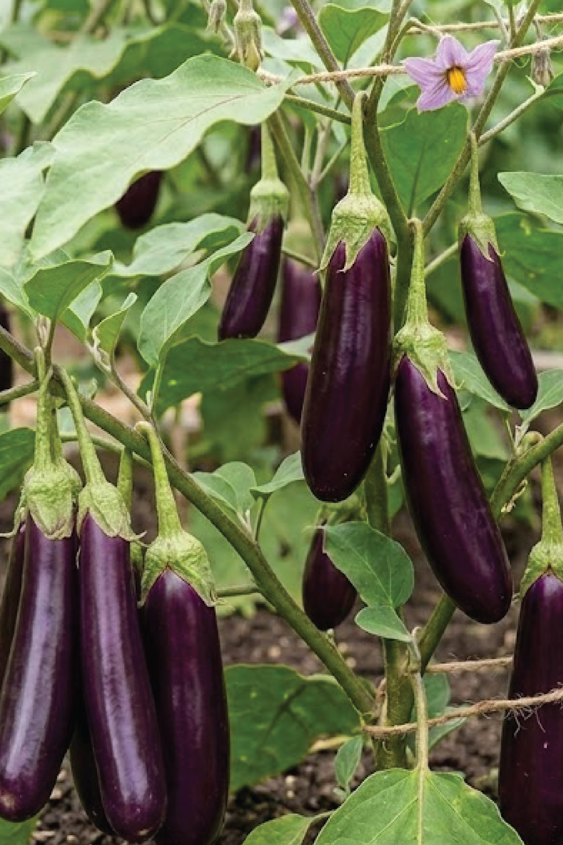 LONG EGGPLANT SEEDS <br> بذور الباذنجان الطويل