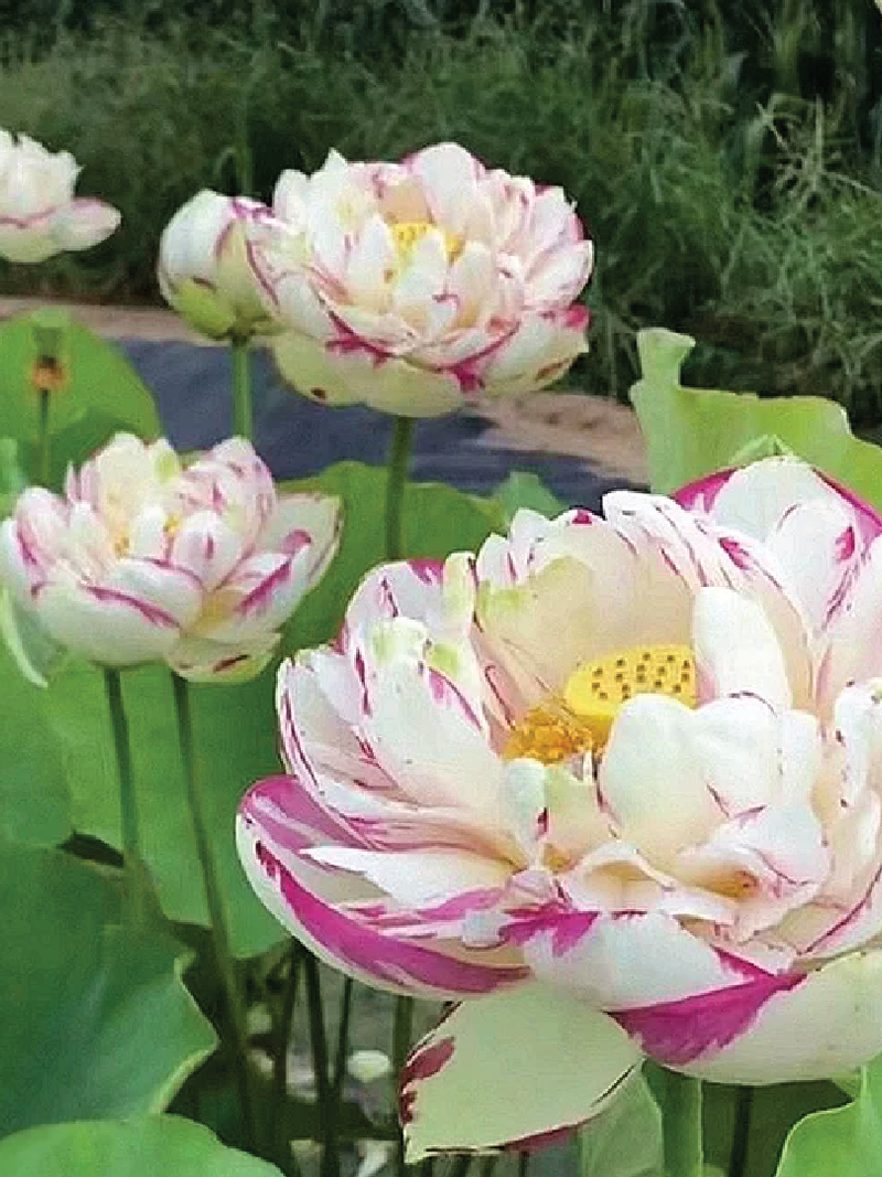 WHITE AND PINK LOTUS SEEDS <br>بذور الأبيض مع الوردي اللوتس