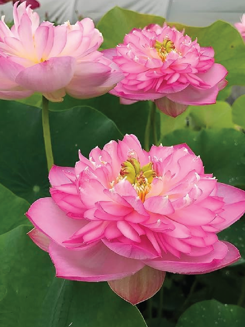 PINK LADY LOTUS SEEDS <br> بذور اللوتس بينك ليدي