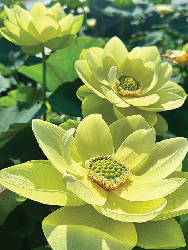 YELLOW LOTUS SEEDS <br> بذور اللوتس الصفراء