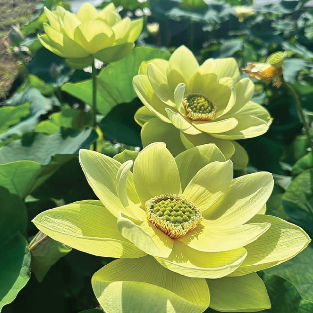 宝石の睡蓮 / Jeweled Lotus 1枚 LOTUS SEEDS بذور اللوتس – Plantology Lab Trading