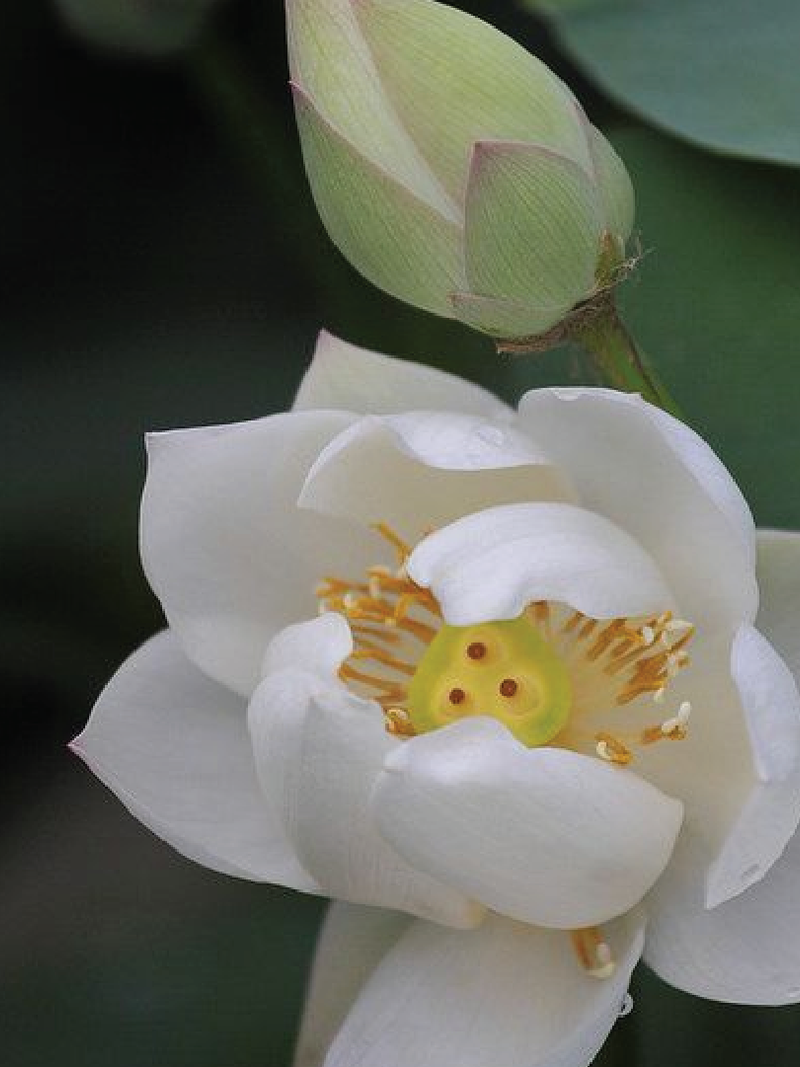 WHITE LOTUS SEEDS <br>بذور اللوتس الأبيض