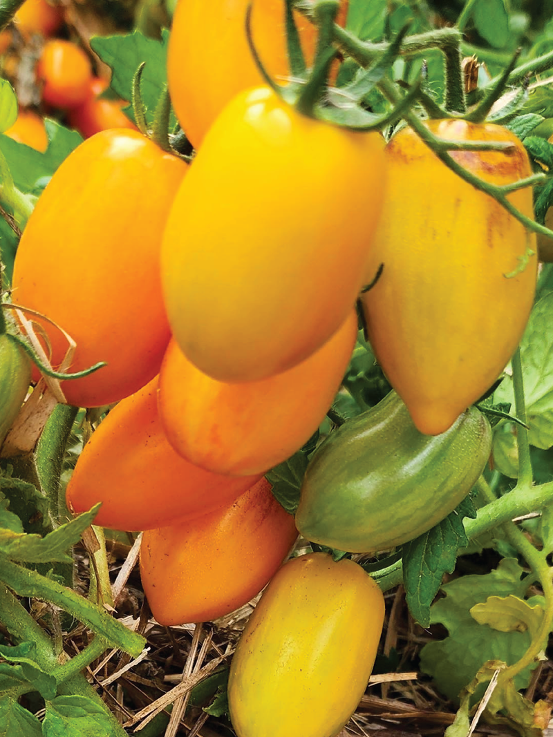 ORGANIC GOLDEN MANGO TOMATO SEEDLING  شتلة طماطم مانجو ذهبي العضوية