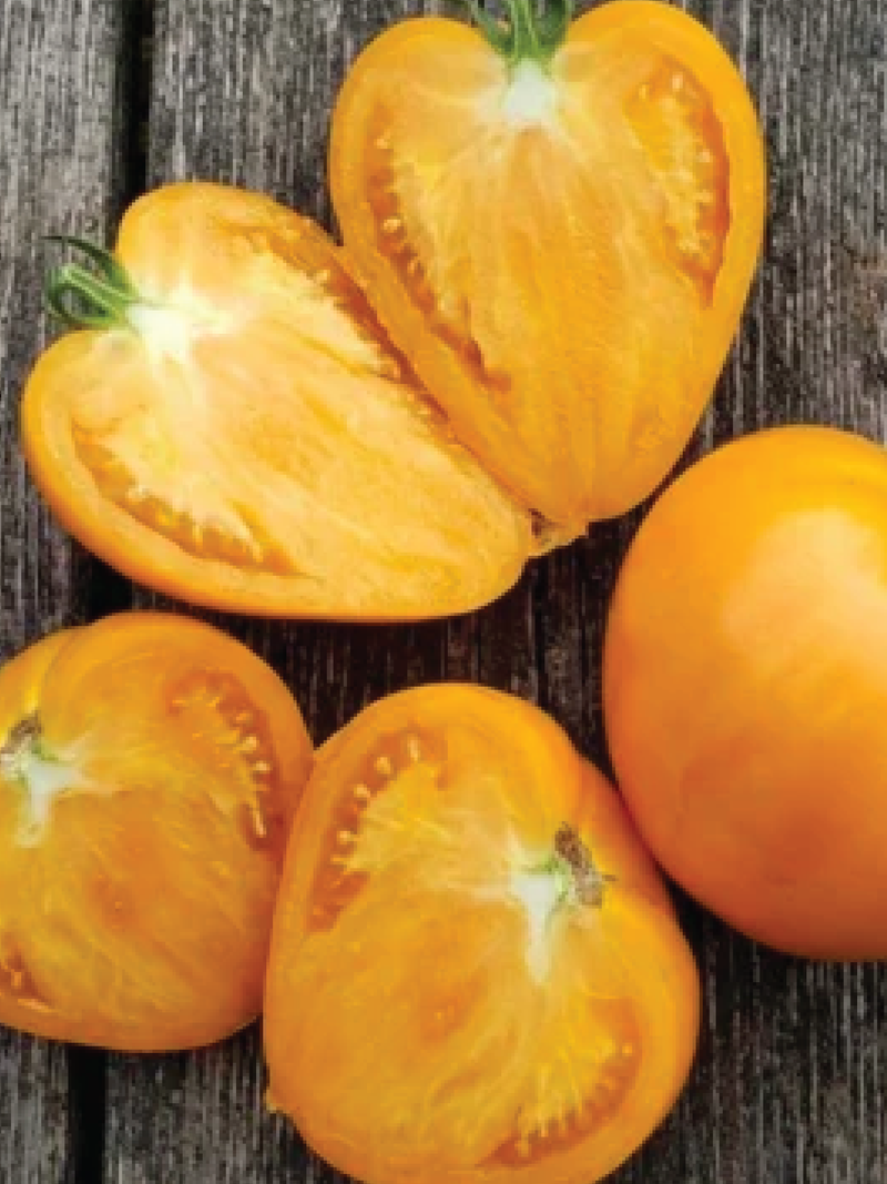 ORGANIC GOLDEN MANGO TOMATO SEEDLING  شتلة طماطم مانجو ذهبي العضوية