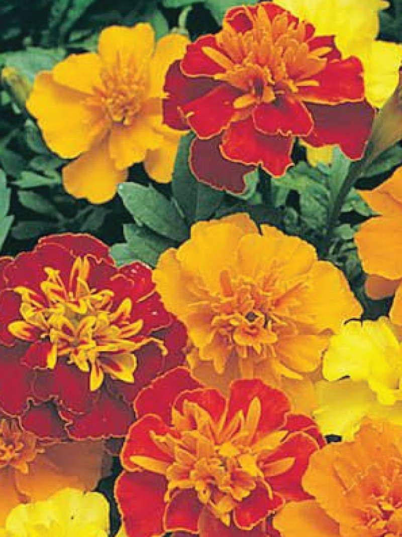 MIX MARIGOLD FLOWER SEEDLING <br> شتلات زهور القطيفة المتنوعة