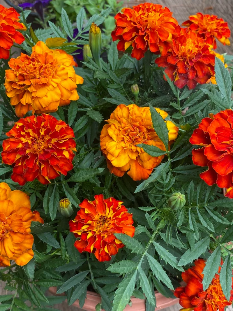 MARIGOLD SEEDS <br>بذور زهور القطيفة
