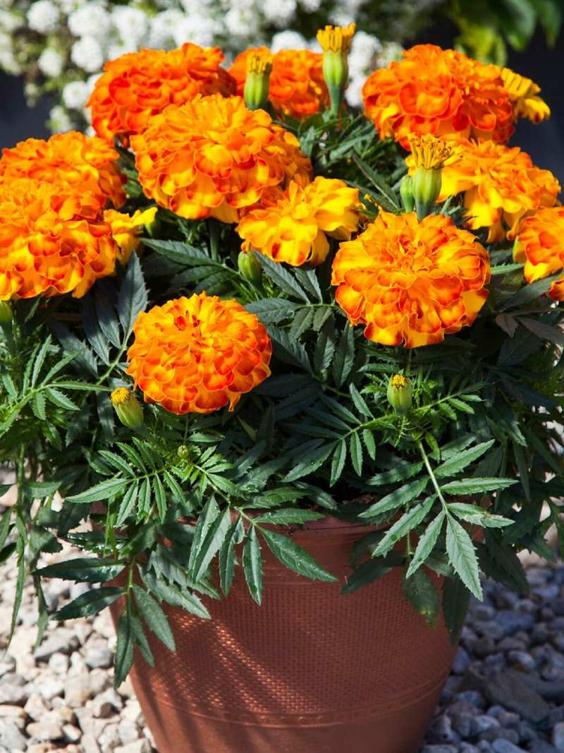 MARIGOLD SEEDS <br>بذور زهور القطيفة