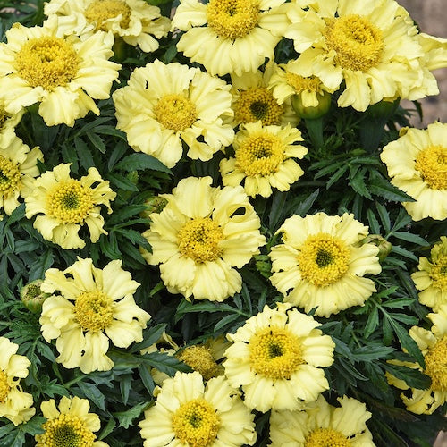 ORGANIC MARIGOLD DAISY WHEEL LEMON SEEDLING