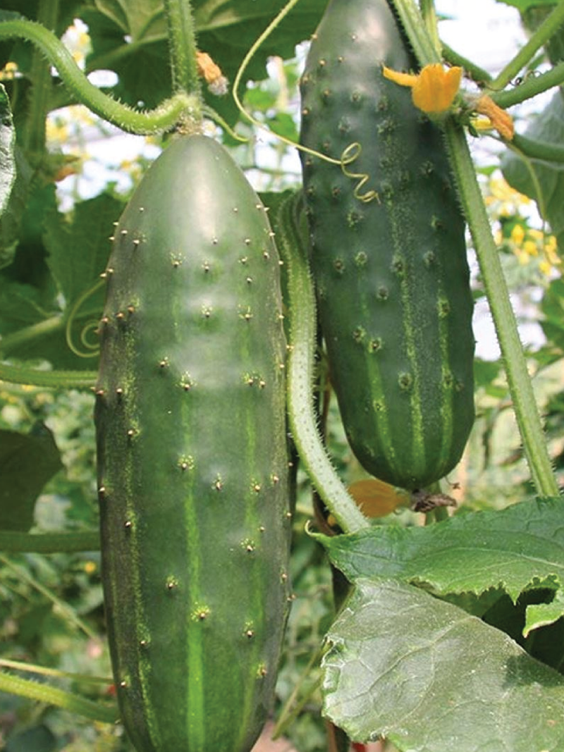 ORGANIC CUCUMBER MARKETMORE SEEDLING<br> شتلات خيار ماركت مور العضوية