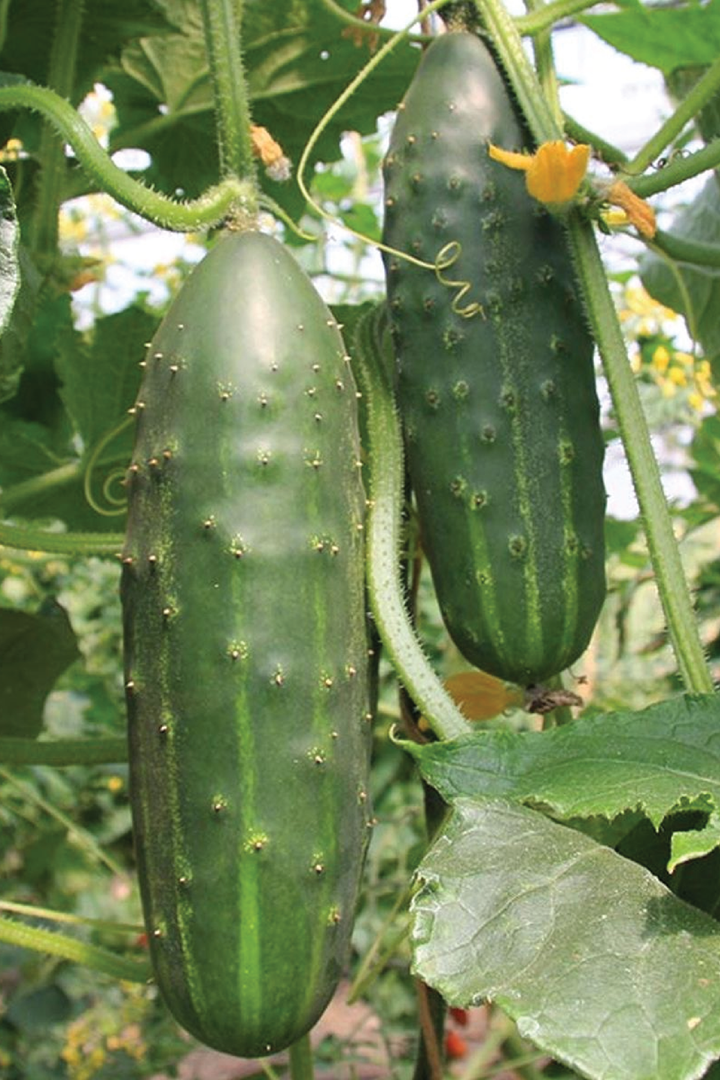 ORGANIC CUCUMBER MARKETMORE SEEDLING<br> شتلات خيار ماركت مور العضوية