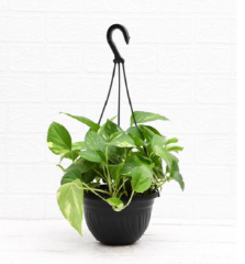 HANGING MONEY PLANT