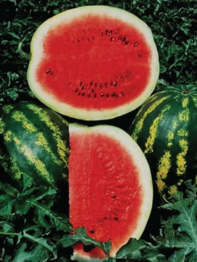 ORGANIC CRIMSON SWEET MELON SEEDLING <br> شتلات بطيخ الكريمسون العضوية