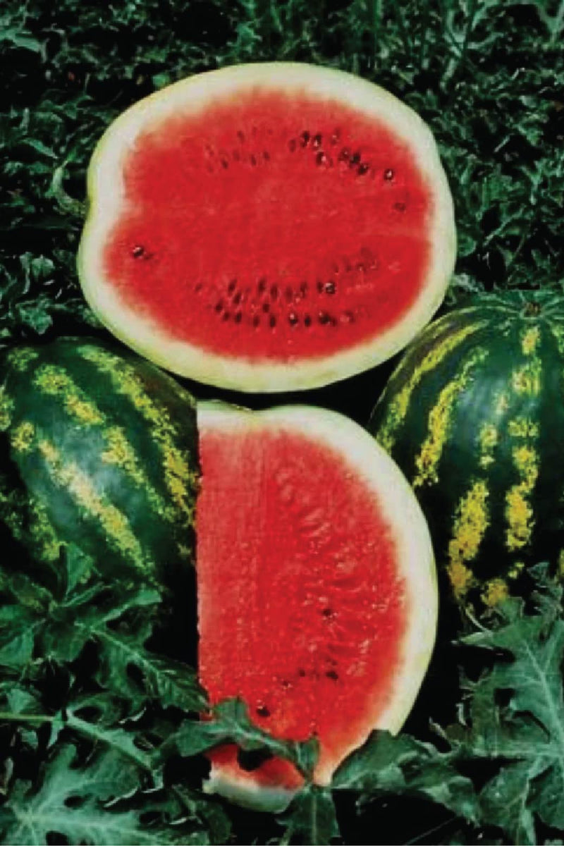 ORGANIC CRIMSON SWEET MELON SEEDLING <br> شتلات بطيخ الكريمسون العضوية