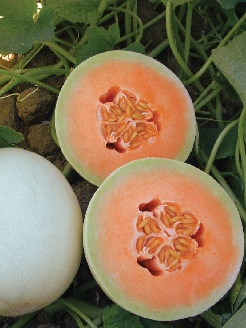 ORGANIC HONEY ORANGE MELON SEEDLING <br> شتلات الشمام العسلي العضوية