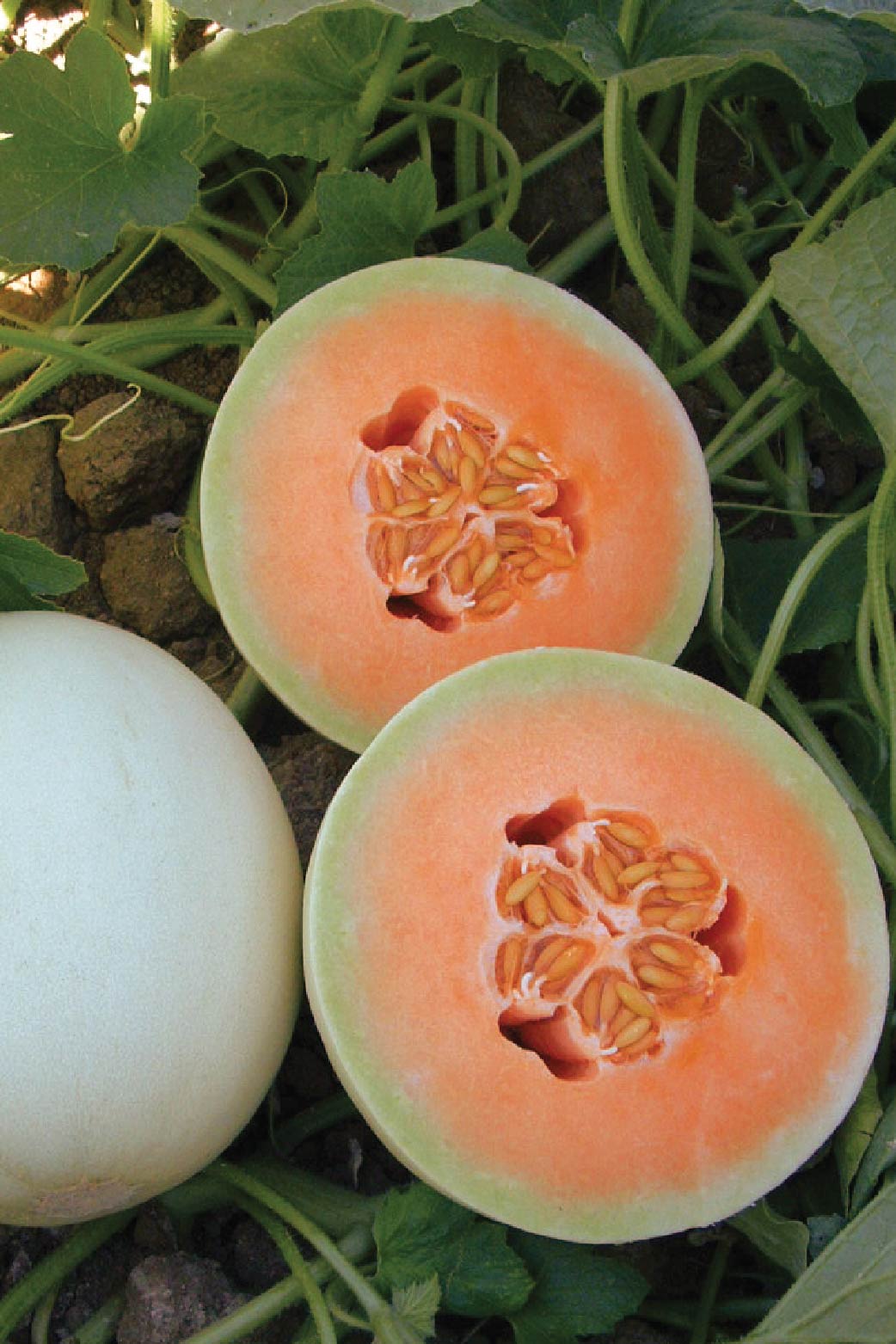 ORGANIC HONEY ORANGE MELON SEEDLING <br> شتلات الشمام العسلي العضوية