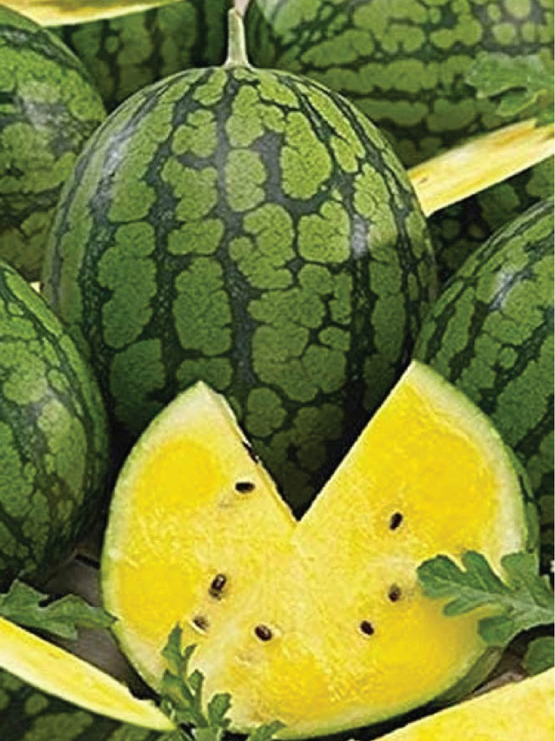 ORGANIC YELLOW ICE CREAM WATERMELON SEEDLING <br> شتلات بطيخ الايسكريم الأصفر العضوية