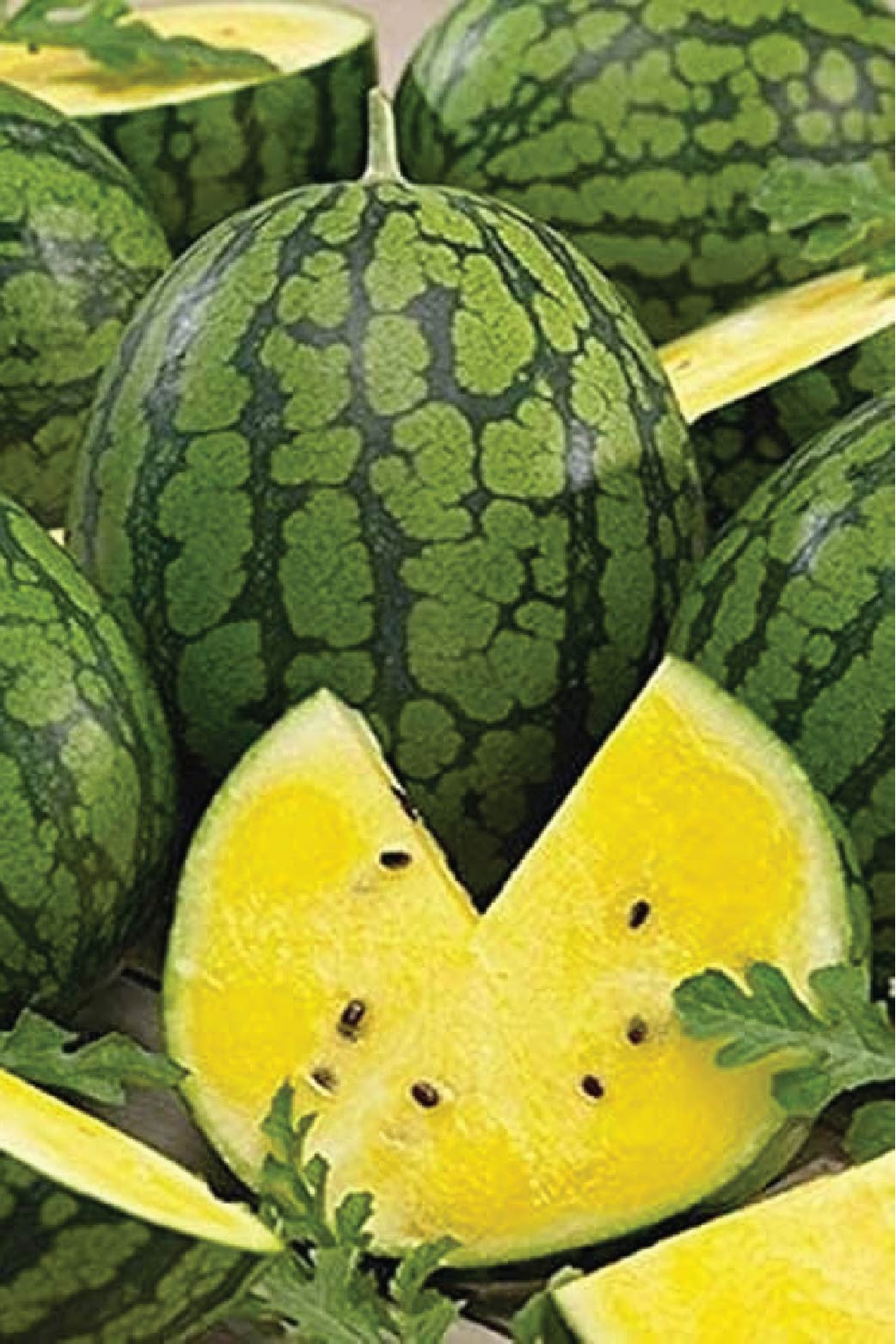 ORGANIC YELLOW ICE CREAM WATERMELON SEEDLING <br> شتلات بطيخ الايسكريم الأصفر العضوية