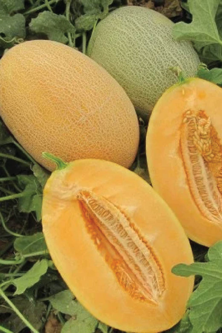 ORGANIC ANANAS SWEET MELON SEEDLING <br> شتلات شمام الأناناس العضوية