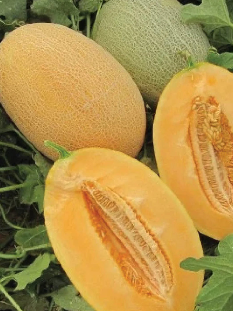 ANANAS SWEET MELON SEEDS <br> بذور شمام الأناناس