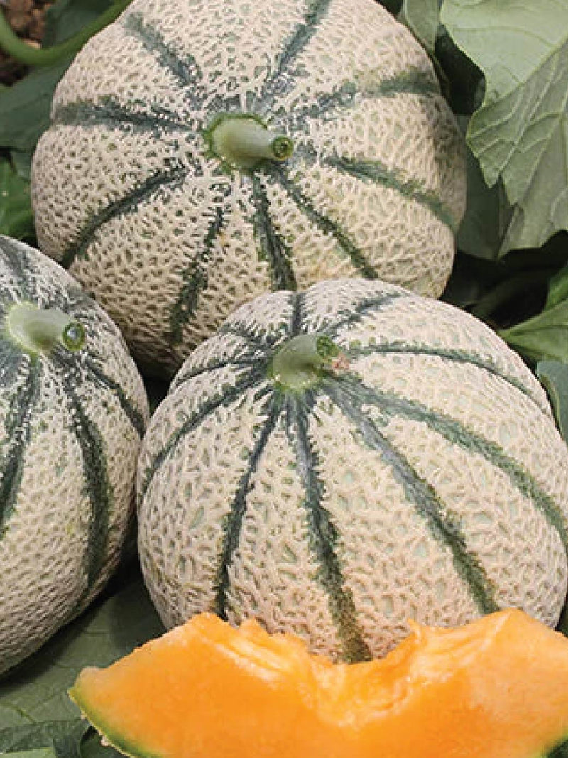 ORGANIC MUSK MELON SEEDLING <br> شتلات شمام مسك ميلون العضوية