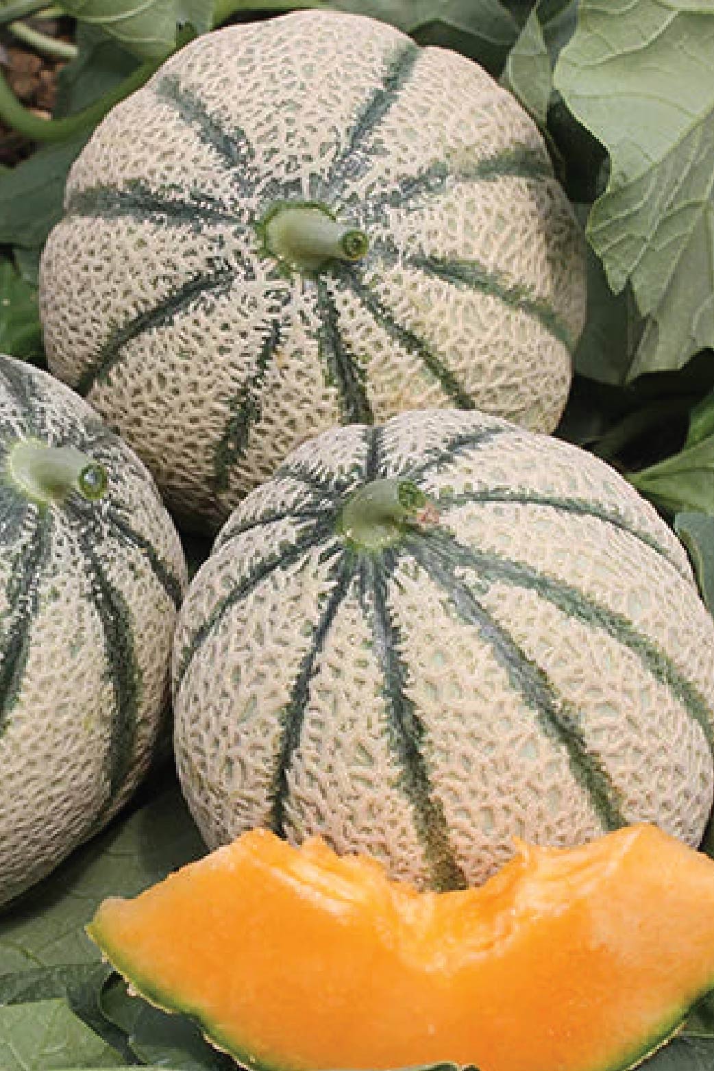 ORGANIC MUSK MELON SEEDLING <br> شتلات شمام مسك ميلون العضوية