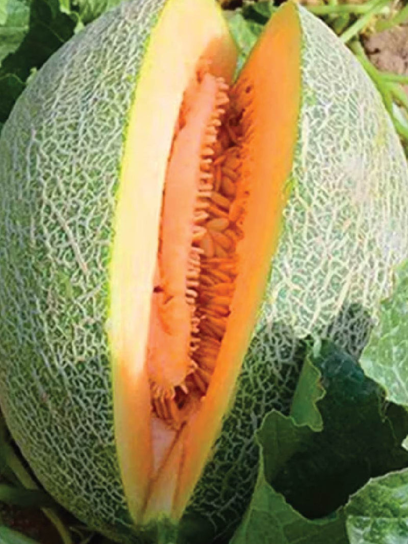ORGANIC HAMI SWEET MELON SEEDLING <br> شتلات شمام الهامي العضوية