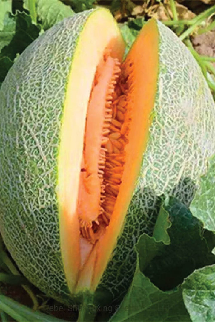 ORGANIC HAMI SWEET MELON SEEDLING <br> شتلات شمام الهامي العضوية