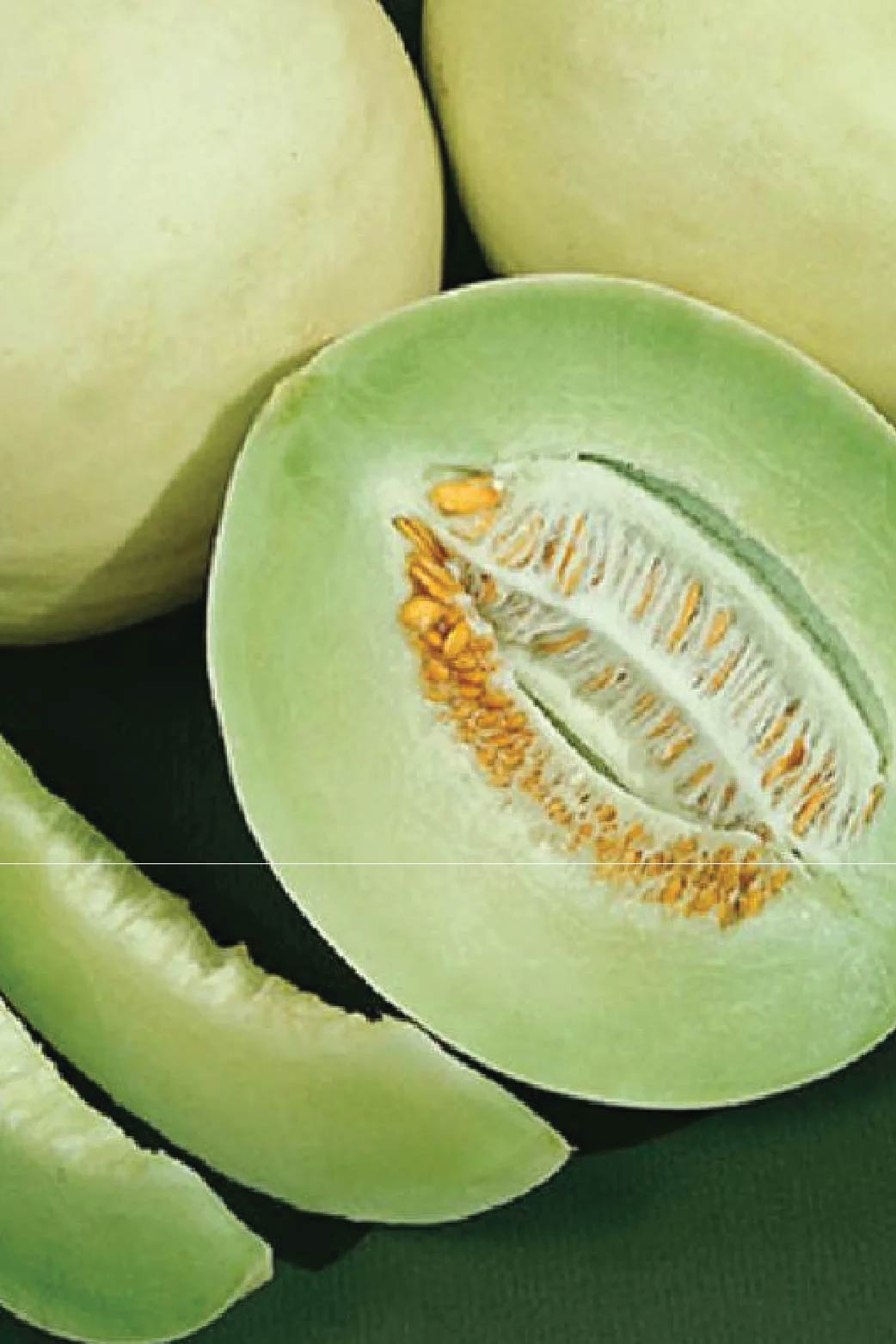 ORGANIC HONEYDEW MELON SEEDLING <br> شتلات الشمام العسلي الأخضر العضوية