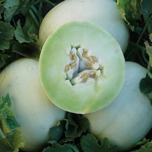 HONEYDEW GREEN MELON SEEDS