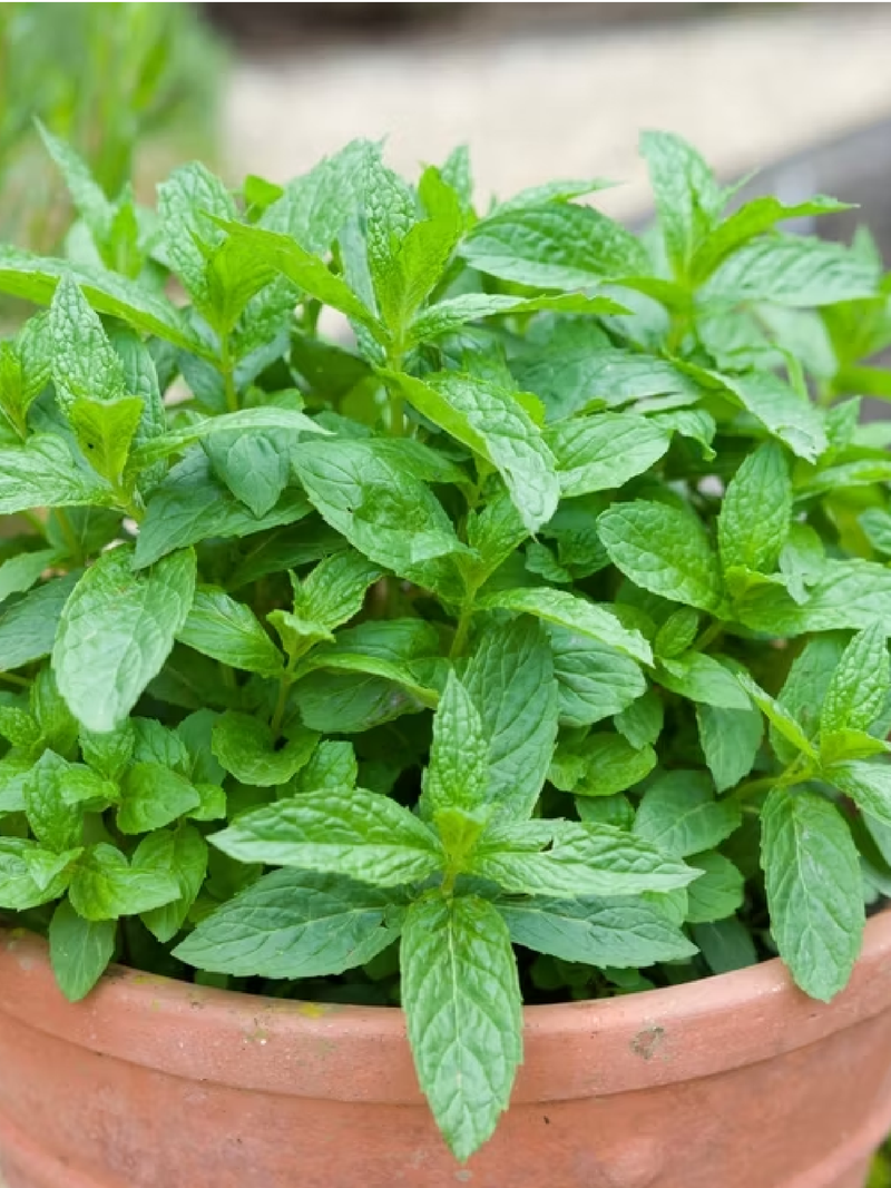MINT SEEDS <br>بذور النعناع