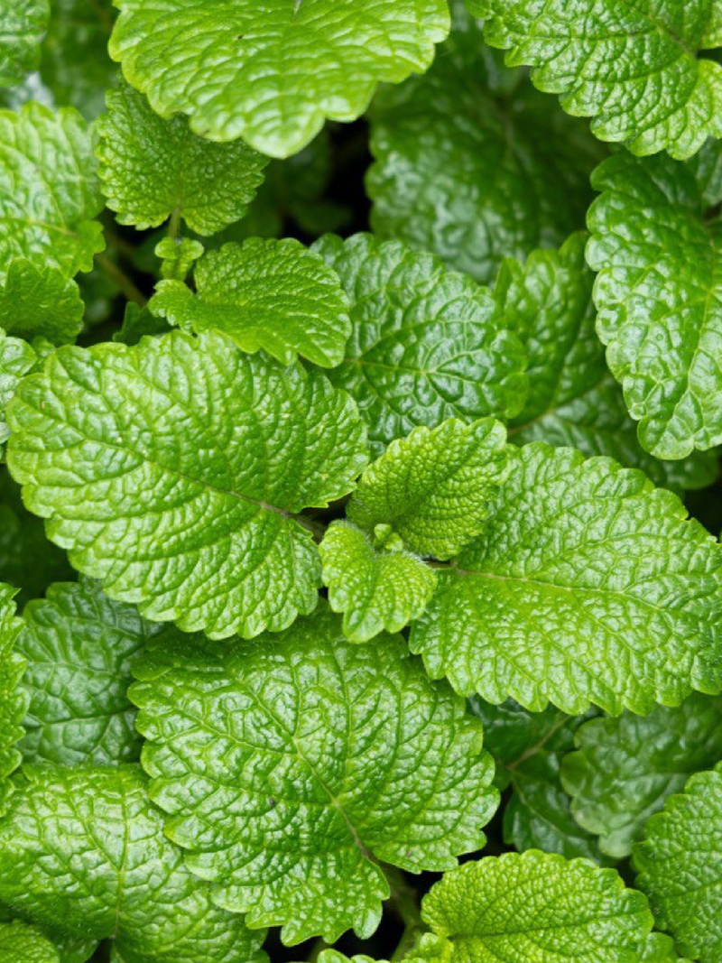 MINT SEEDS <br>بذور النعناع