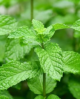 EXTRA LARGE ORGANIC MINT SEEDLING <br> شتلات النعناع العضوية كبيرة جدًا