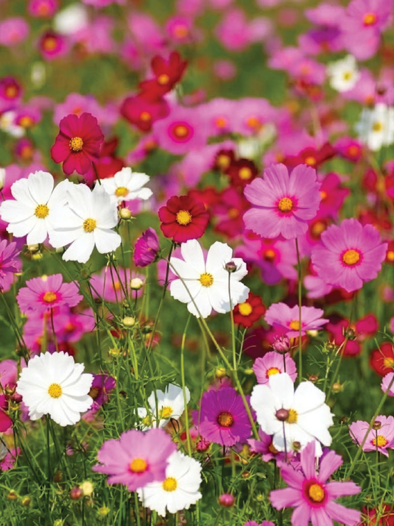 MIX COSMOS FLOWER SEEDLING